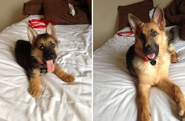 Side by side photos of dog as a puppy and dog as an adult.