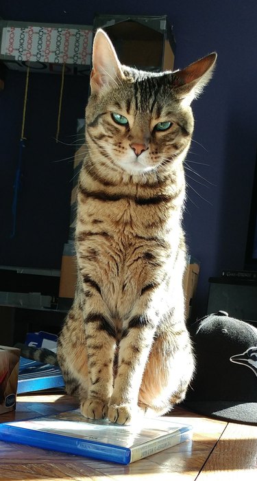 Cat looking judgmental.