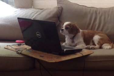 Cavalier King Charles Spaniel on couch looking at laptop.