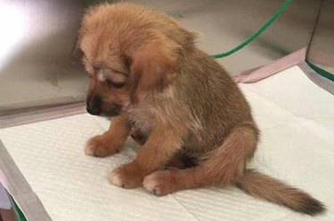 Puppy rescued from Chinese slaughterhouse