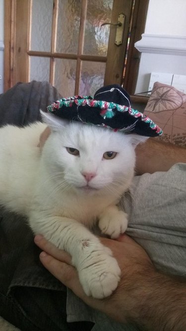 Cat wearing sombrero.