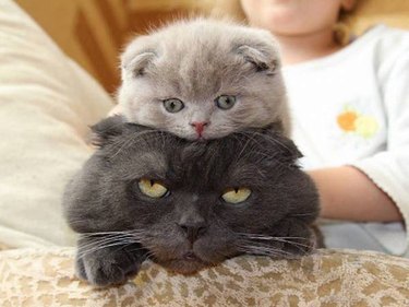 Cat annoyed with kitten on the top of her head