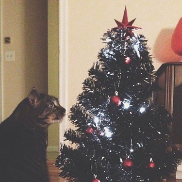 Cat staring at Christmas tree