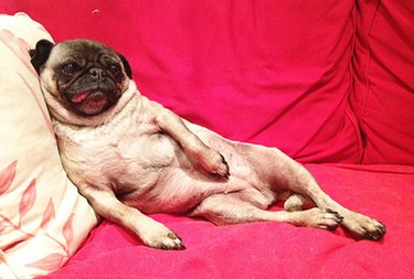 Sexiest Dog Boudoir Photos You've Ever Seen