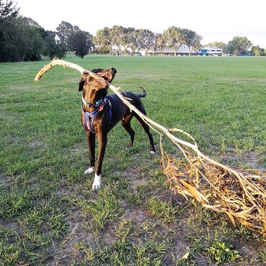Dog drags tree branch.