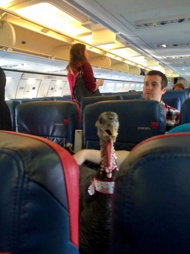 turkey on a plane