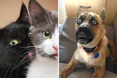 25 hilarious photos of animals doing funny things
