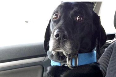 16 Funniest Pet Reactions The World Has Ever Seen
