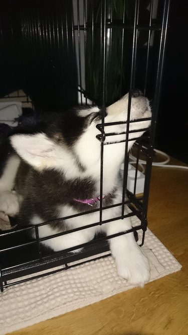 Husky sleeping with their head upright in the corner of their crate.