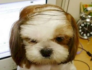 11 Animals Who Understand Your Bad Hair Day On A Personal Level