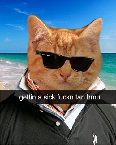Cat wearing polo shirts and sunglasses.