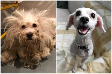 This Matted Dog Got the Most Gorgeous Makeover