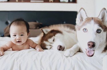 100+ fab names perfect for a Siberian husky dog