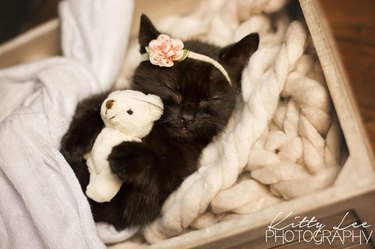 Photoshoot of sleeping kitten breaks internet with cuteness