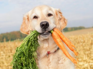 dog carrying carrots in a field