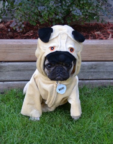 Pug in a pug costume