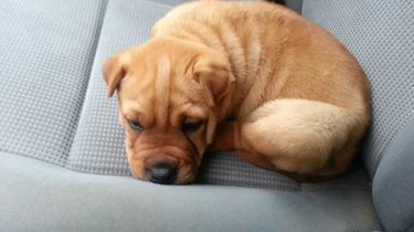 Shar pei best sale mixed with bulldog