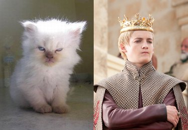 Top 10 Pet Names For Game of Thrones Fans