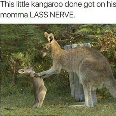 Animals who are OVER parenting