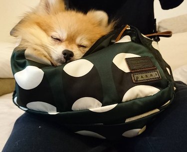 Dog in purse.