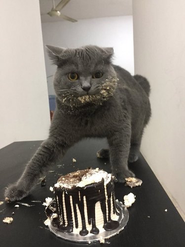 Cat defiantly eating cake