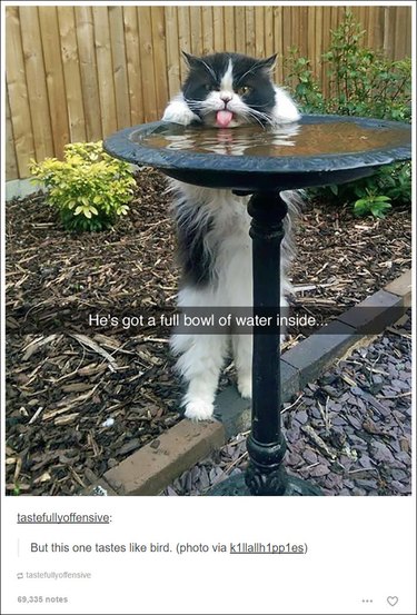 21 Tumblr posts about cats that will never not be funny