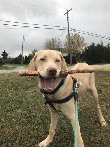 Dog with old broom handle