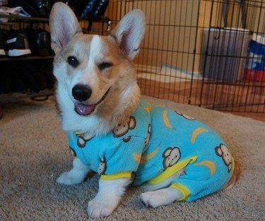 Dogs in pajamas hero image
