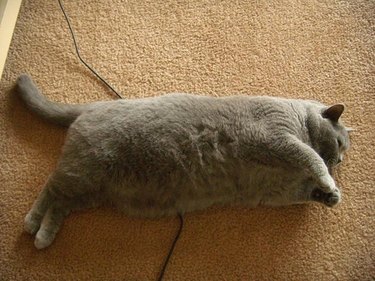 big cat sleeping on floor
