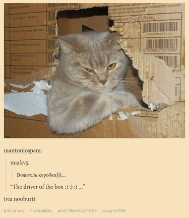 New Tumblr collects poorly translated cat captions from Russian