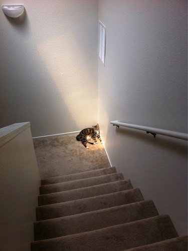 Cat in sunny spot on stair landing.