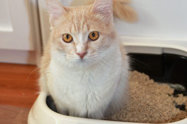 Cat in a litter box