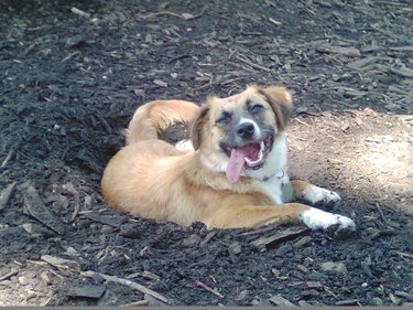Smiling dog lays in hole.