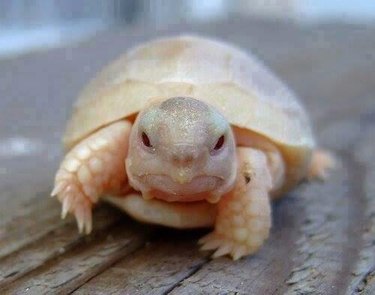 Baby Albino Turtle
