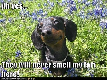 Dachshund in a field of flowers.