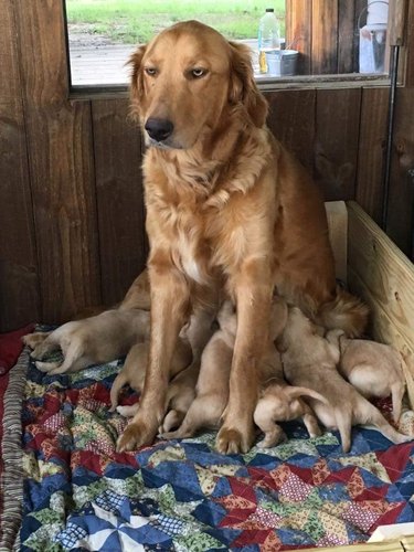 new dog mom nurses puppies