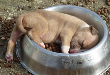 The 35 Sleepiest Puppies To Ever Take A Nap In 2017