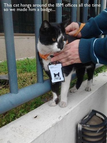Stray cat awarded with ID badge from IBM