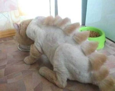 Top 10 Cats With Bad Haircuts