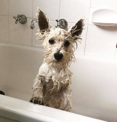 31 sad-eyed puppies who can't believe they have to take baths