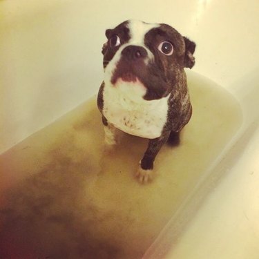 Dog in bath.