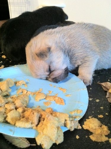 Dogs who ate too much