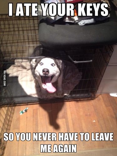 joke dog meme husky