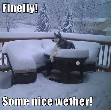 Husky sitting outdoors on snow-covered patio furniture. Caption: Finelly! Some nice wether!
