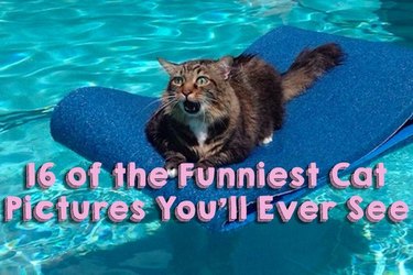 Literally Just 16 of the Funniest Cat Pictures We've Ever Seen