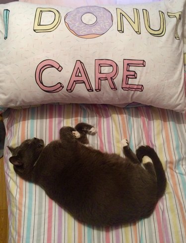 Cat sleep next to pillow that says "I Donut Care"
