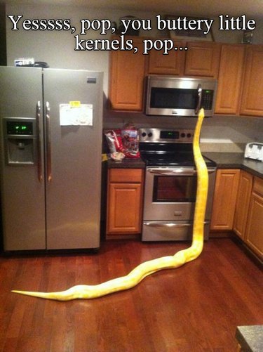 A snake looks into a microwave
