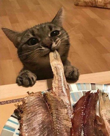 Animals Who Are Expert Food Thieves