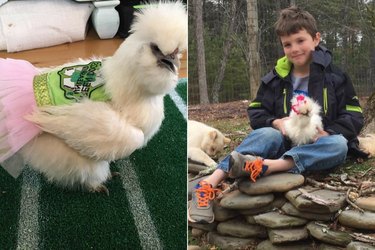 This Little Boy's BFF Is A Therapy Chicken In A Pink Tutu