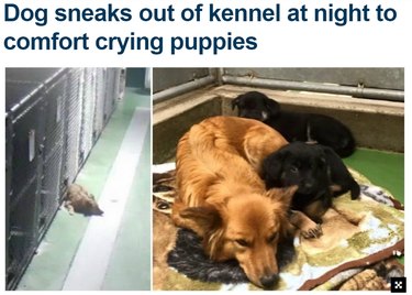 Headline: "Dog sneaks out of kennel at night to comfort crying puppies."